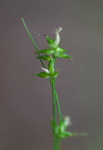 Carex rosea #14
